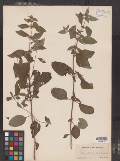 Mentha arvensis