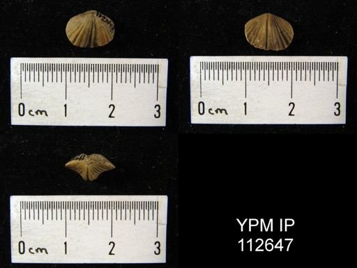 Zygospira cocentrica