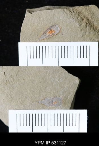 undet. Synziphosurina