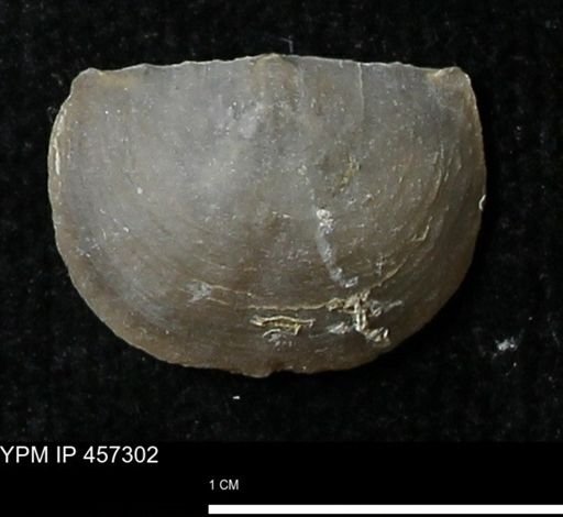 Pholidostrophia iowaensis