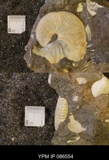 Hoploscaphites birkelundi
