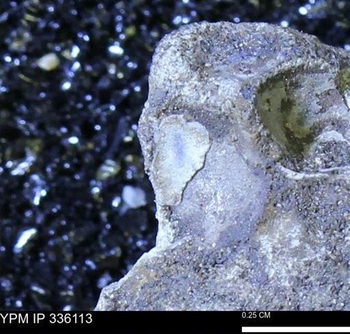 undet. Bivalvia