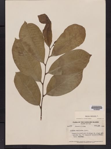 Annona muricata