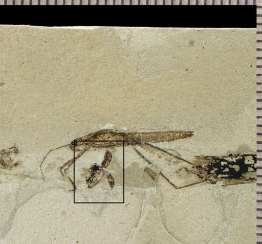 undet. Coleoptera