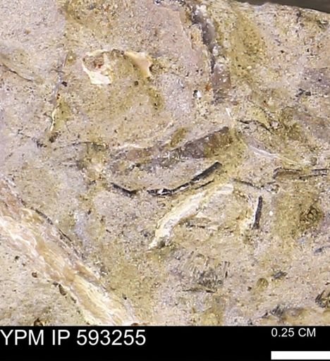 Inoceramus cuneatus