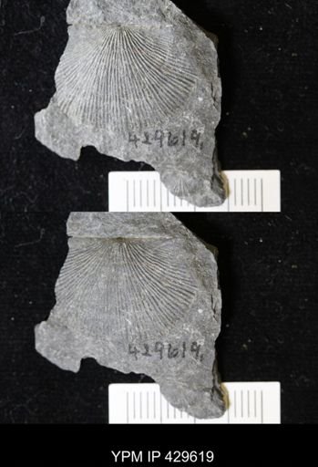 Devonochonetes coronatus