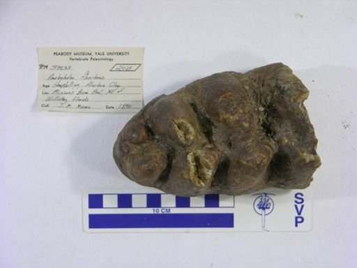 Amebelodon floridanus