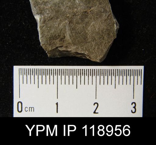 Anoplotheca hemispherica