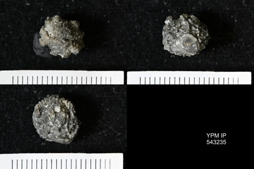 Gennaeocrinus variabilis