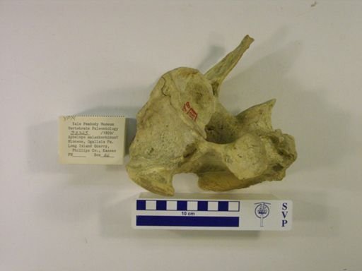 Rhinocerotidae