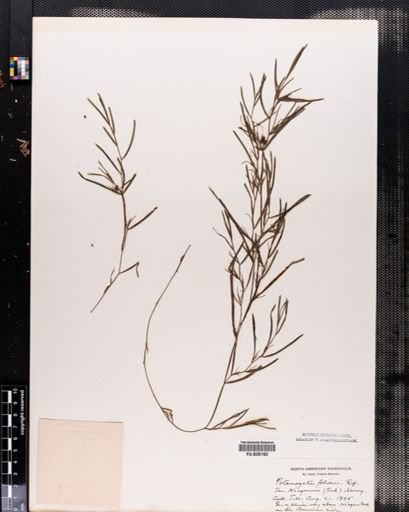 Potamogeton foliosus