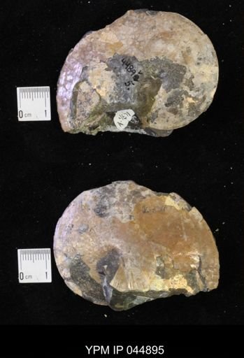 Sphenodiscus lenticularis