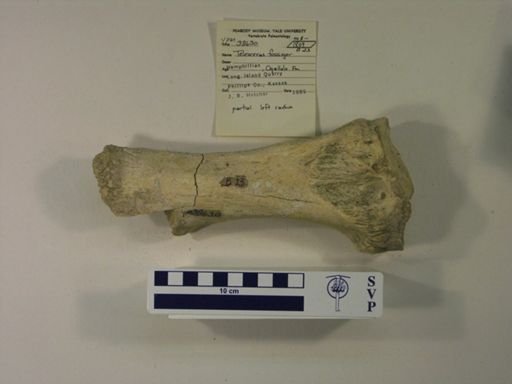 Teleoceras fossiger