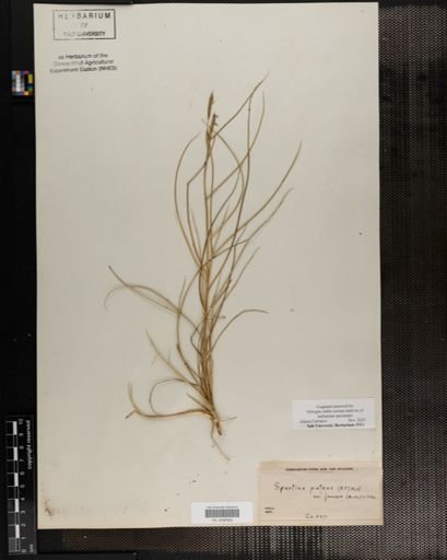 Plantae