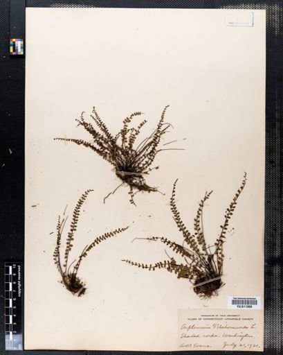 Asplenium trichomanes
