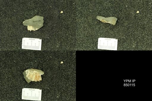 undet. Scaphitidae