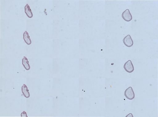 Apis mellifera