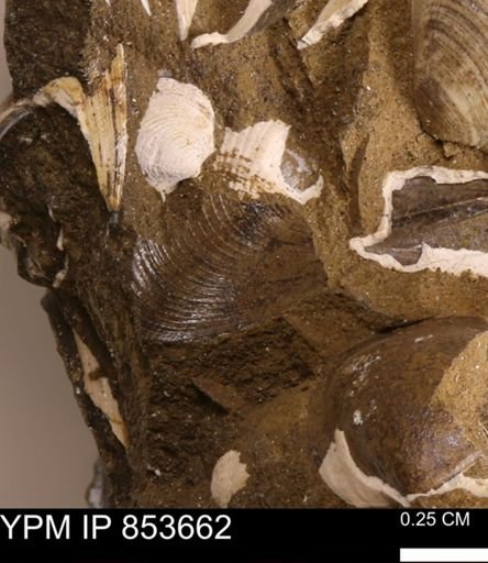 Limopsis striatopunctatus