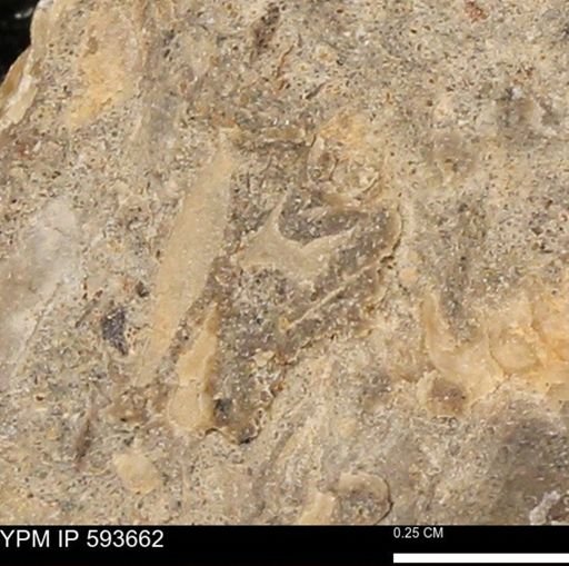Baculites sp.