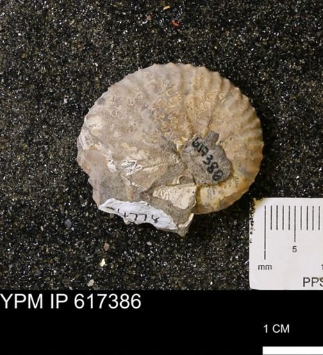 Discoscaphites sp.