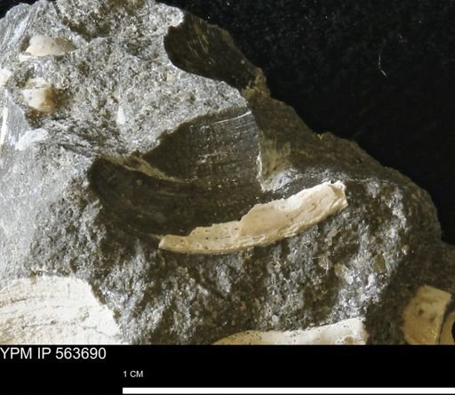 undet. Bivalvia