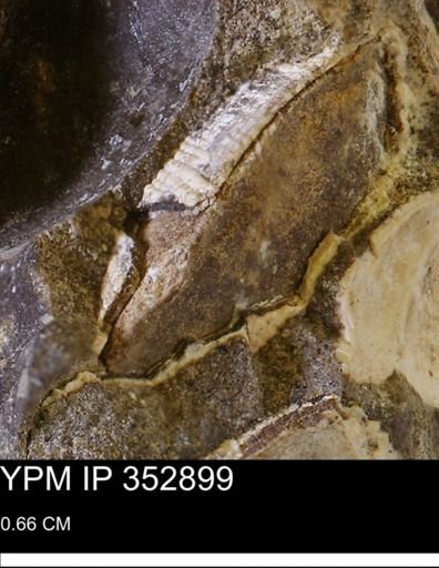 Parallelodon (Cosmetodon)?