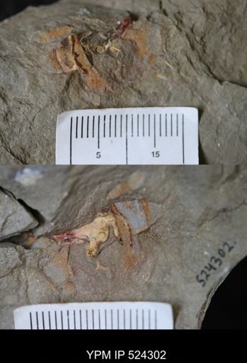 undet. Porifera