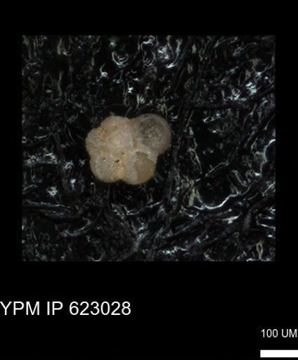 Rugoglobigerinidae?