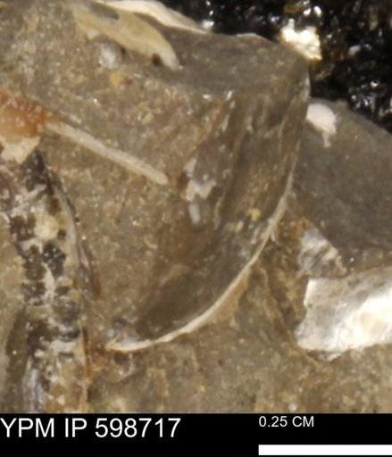 Mollusca