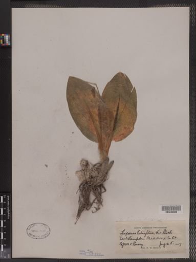 Liparis liliifolia