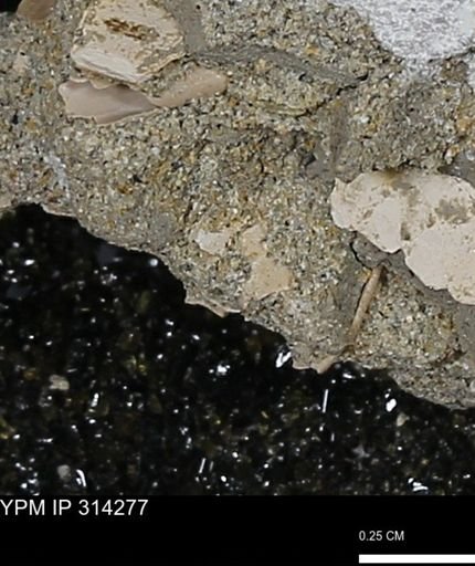 undet. Mollusca