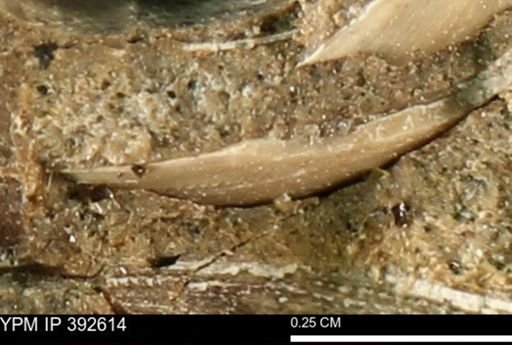 undet. Bivalvia