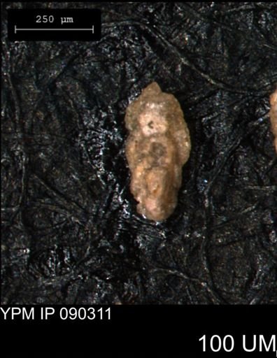 undet. Porifera