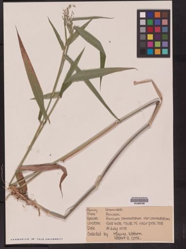 Panicum commutatum