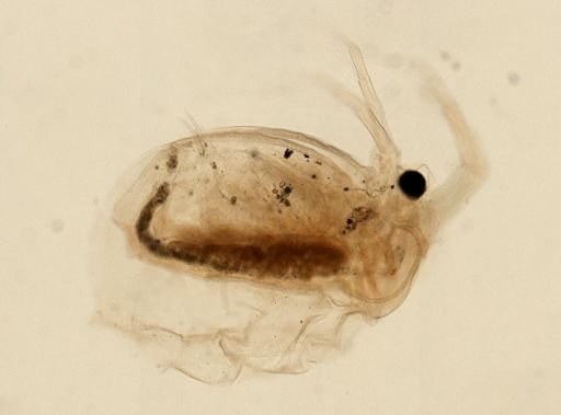 Daphnia