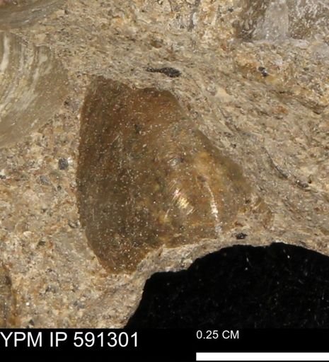 undet. Bivalvia