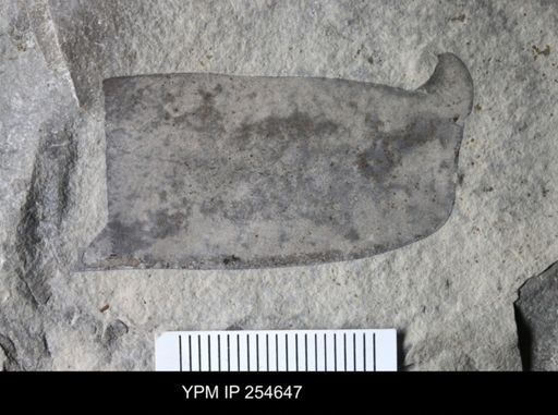 Eurypterida