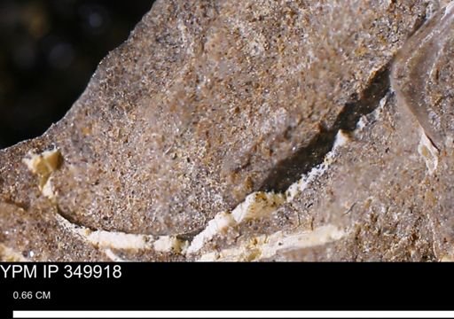 undet. Mollusca