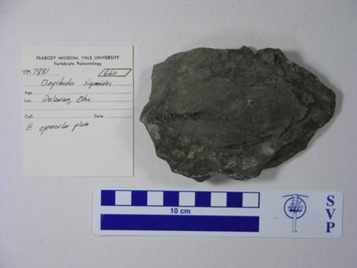 Onychodus sigmoides