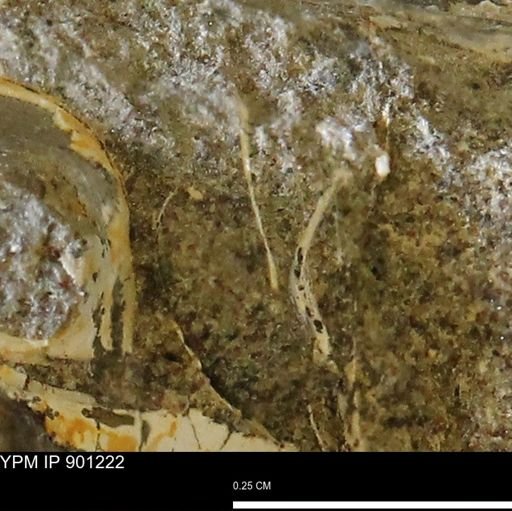 undet. Mollusca