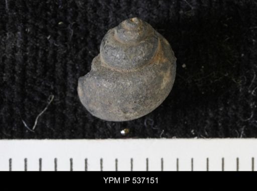 Viviparus montanaensis