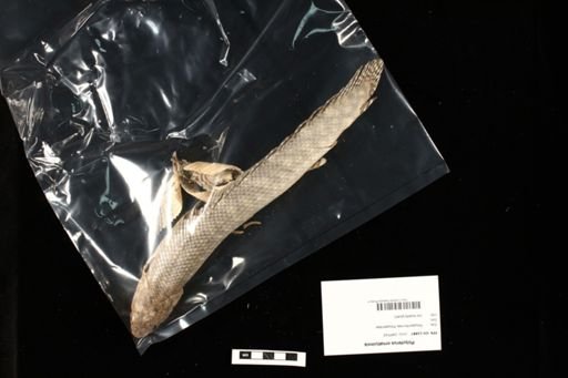 Polypterus ornatipinnis