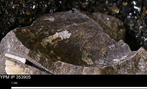 undet. Bivalvia