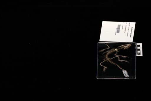 Acanthocercus cyanogaster