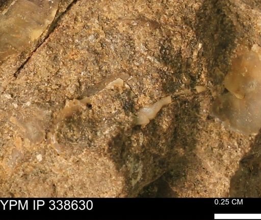 undet. Mollusca