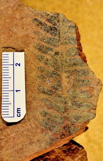 Pecopteris sp.