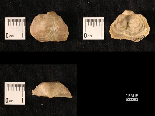 Linoproductus sp.