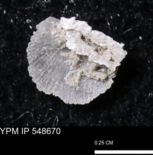 Stropheodonta perplana