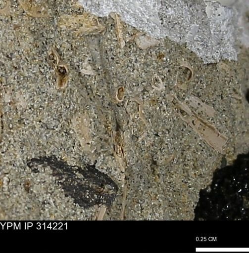 undet. Scaphopoda