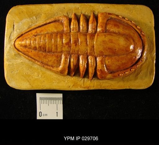 Eodiscus speciosus